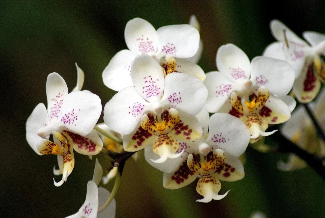 Small Orchid Plant - 1.7" Phalaenopsis Stuartiana - Tropical Flowering Houseplant - Easy Care Indoor Decor