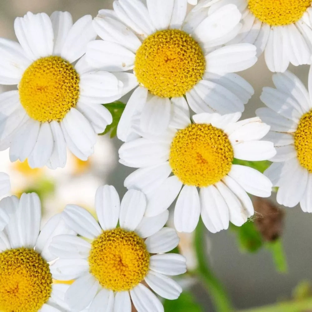 German Chamomile Seeds | Heirloom NON-GMO | Matricaria chamomilla | Fresh Garden Seeds for Tea and Decoration
