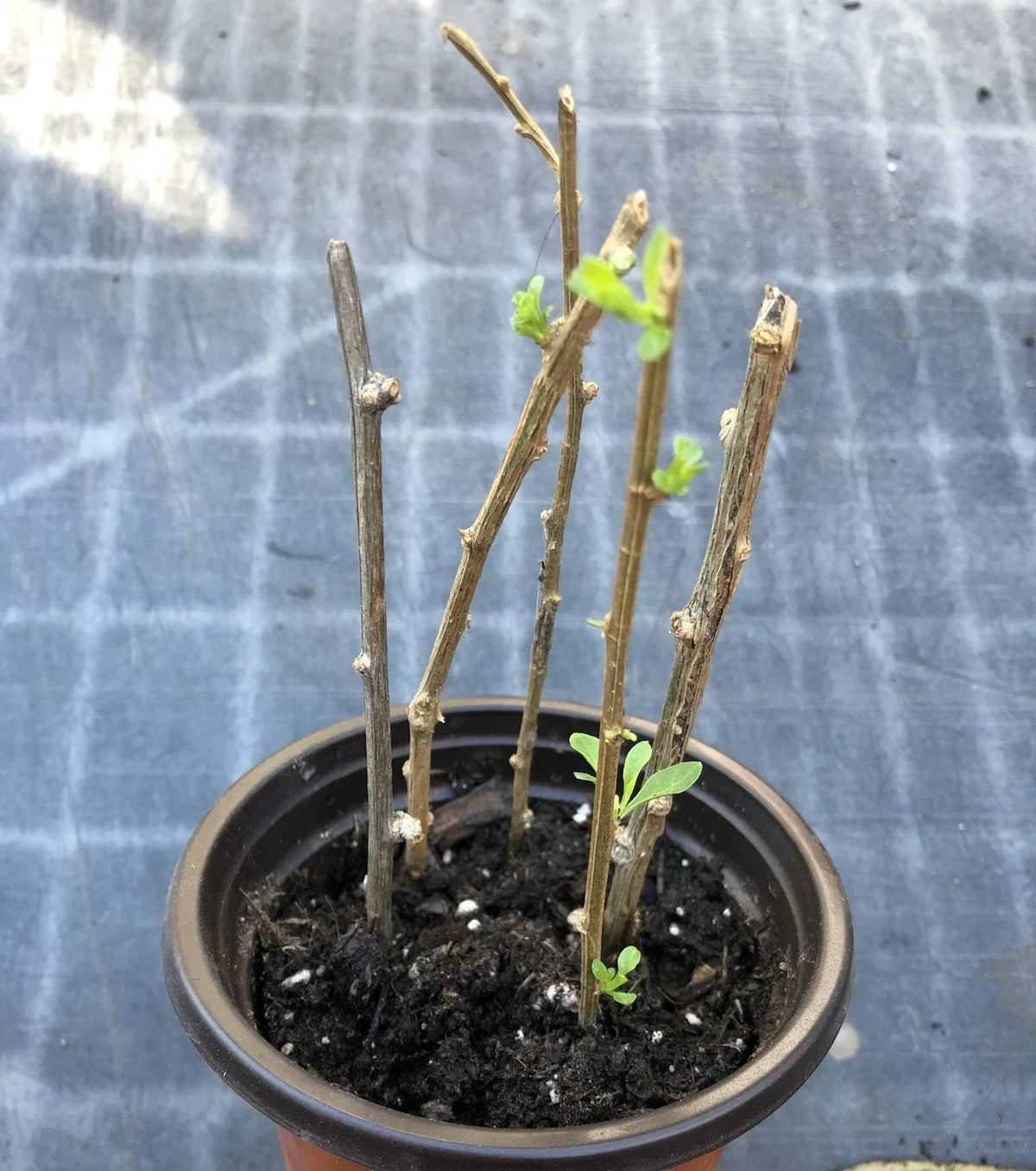 Goji Berry Plant Cuttings in Pot - Live Lycium barbarum for Planting - Nutrient-Rich Berries - Easy Care Garden Addition