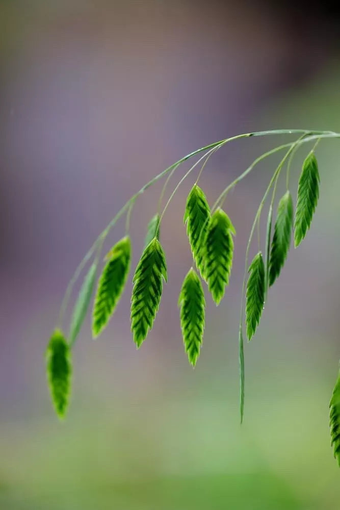 Indian Woodoats Grass Seeds - 100 Seeds for Planting - Chasmanthium latifolium - Native Perennial Grass for Gardens