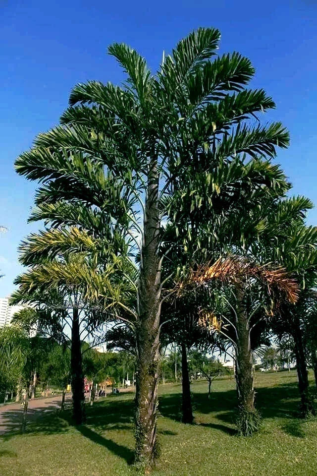 Fishtail Palm Tree Seeds - Rare Tropical Variety, Wallichia disticha, Exotic Indoor/Outdoor Plant Seeds, Pack of 10