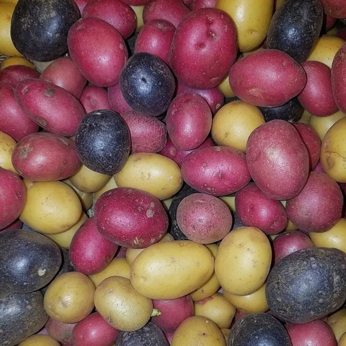 Organic Potato Tubers - Pack of Purple Gold Variety - Non-GMO Seed Potatoes for Planting - Solanum tuberosum