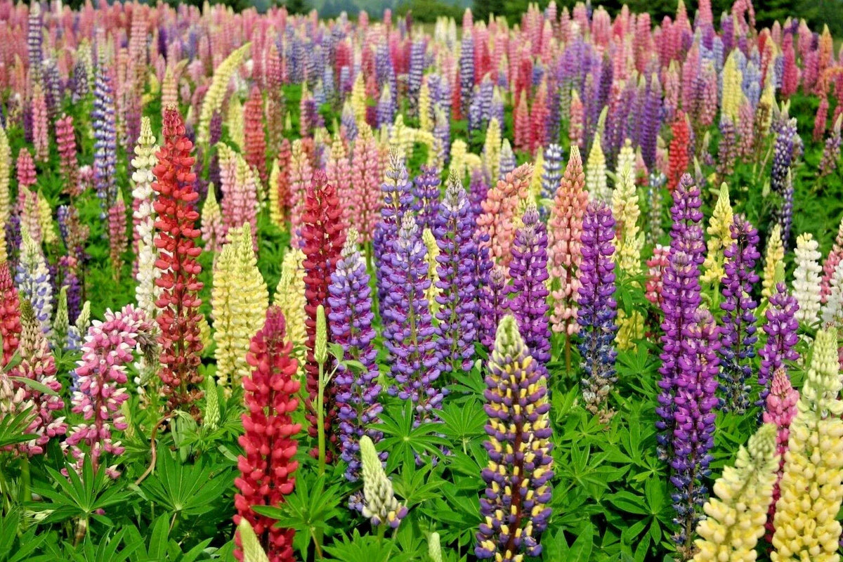 Lupine Seeds - 51+ Pack - Russell Mix - Native Wildflower for Pollinators - Lupinus polyphyllus - Perennial Garden Plant