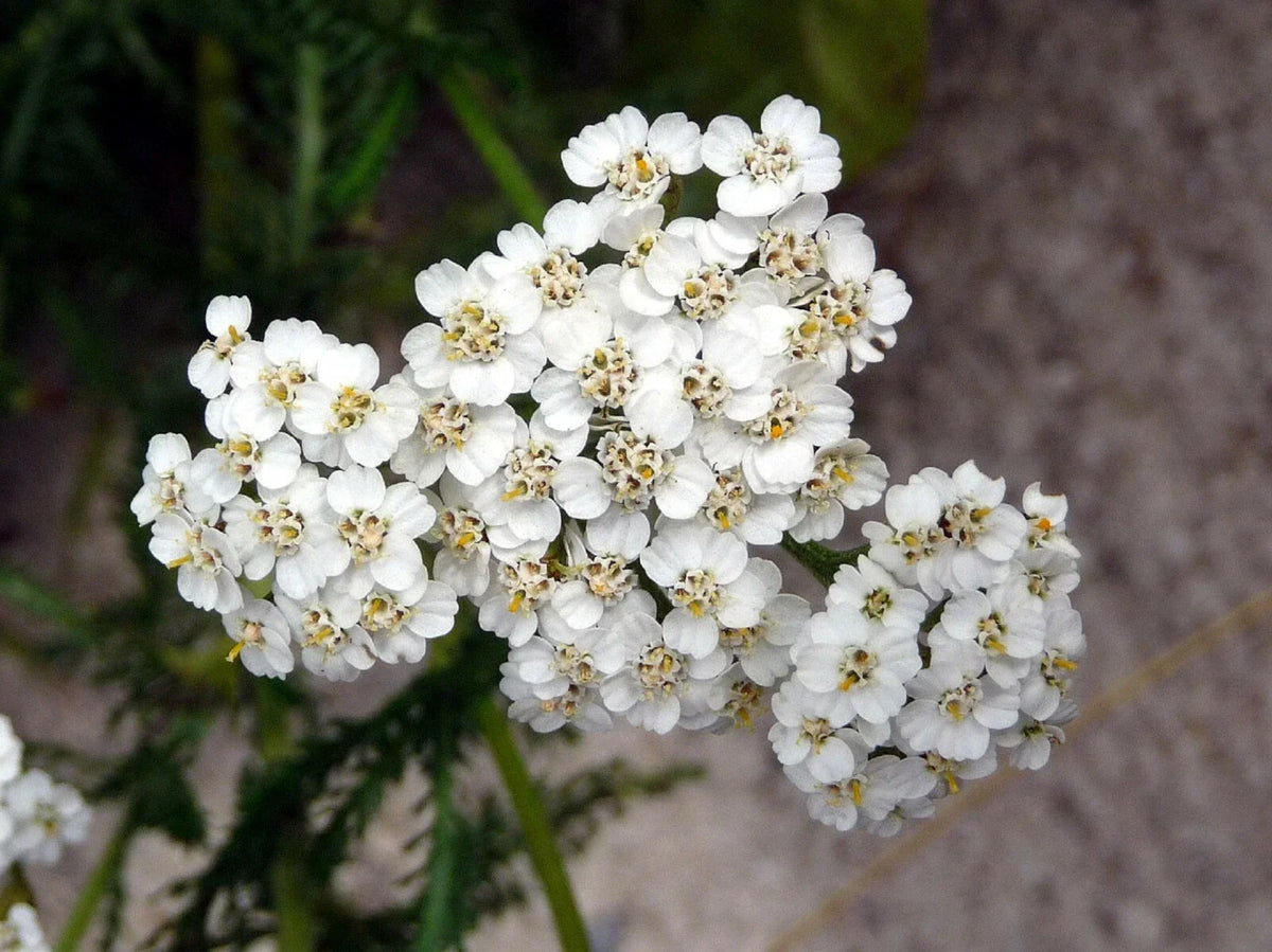 Yarrow Seeds - 2000+ Heirloom White Flower Seeds for Medicinal Use | Achillea millefolium