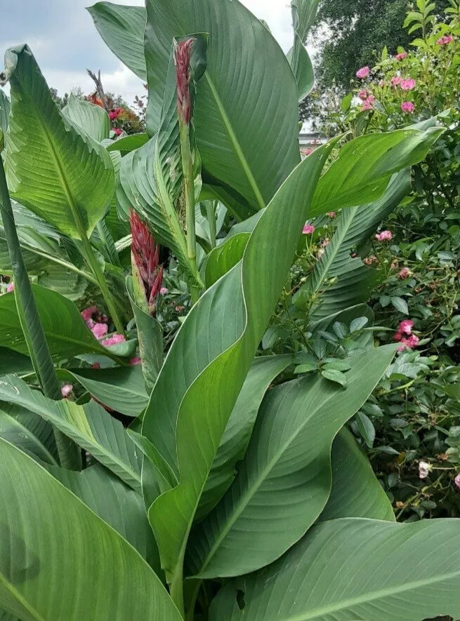 Canna Lily Bulbs (2) - Red Flowers, Large Green Foliage - Canna indica - Attracts Hummingbirds, Easy to Grow