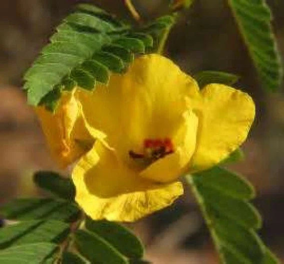 Partridge Pea Seeds - 50 Fresh Yellow Flower Seeds - Chamaecrista fasciculata - Attracts Pollinators - USA Shipping