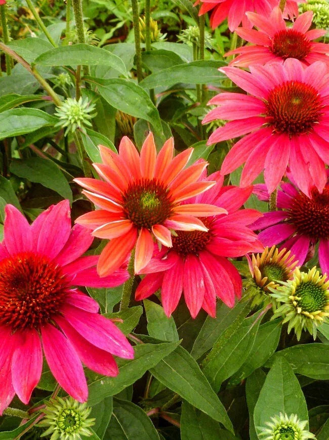 50 Coneflower Seeds - Tres Amigos Echinacea - Perennial Flower Seeds - Echinacea purpurea - USA Grown