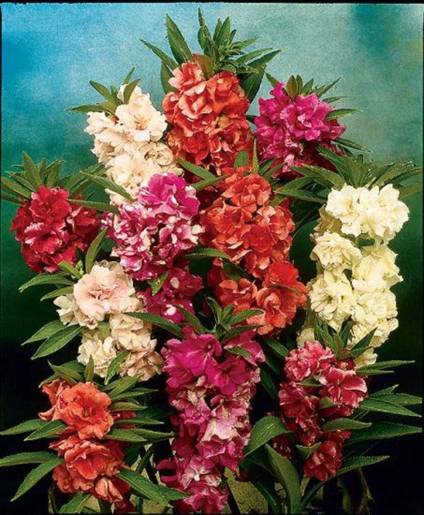 Balsam Camellia Seeds - 100 Pack - Camellia japonica - Vibrant Blooms for Garden - Non-GMO, Easy to Grow