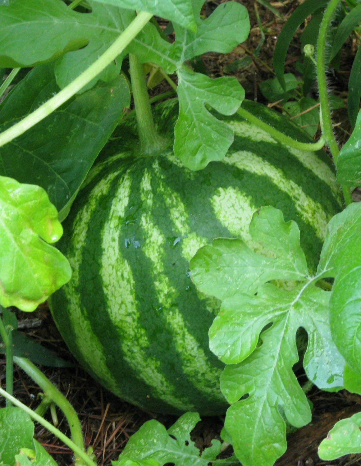 Sugar Baby Watermelon Seeds - 30+ Non-GMO Seeds for Garden - Citrullus lanatus - Sweet & Juicy Watermelons