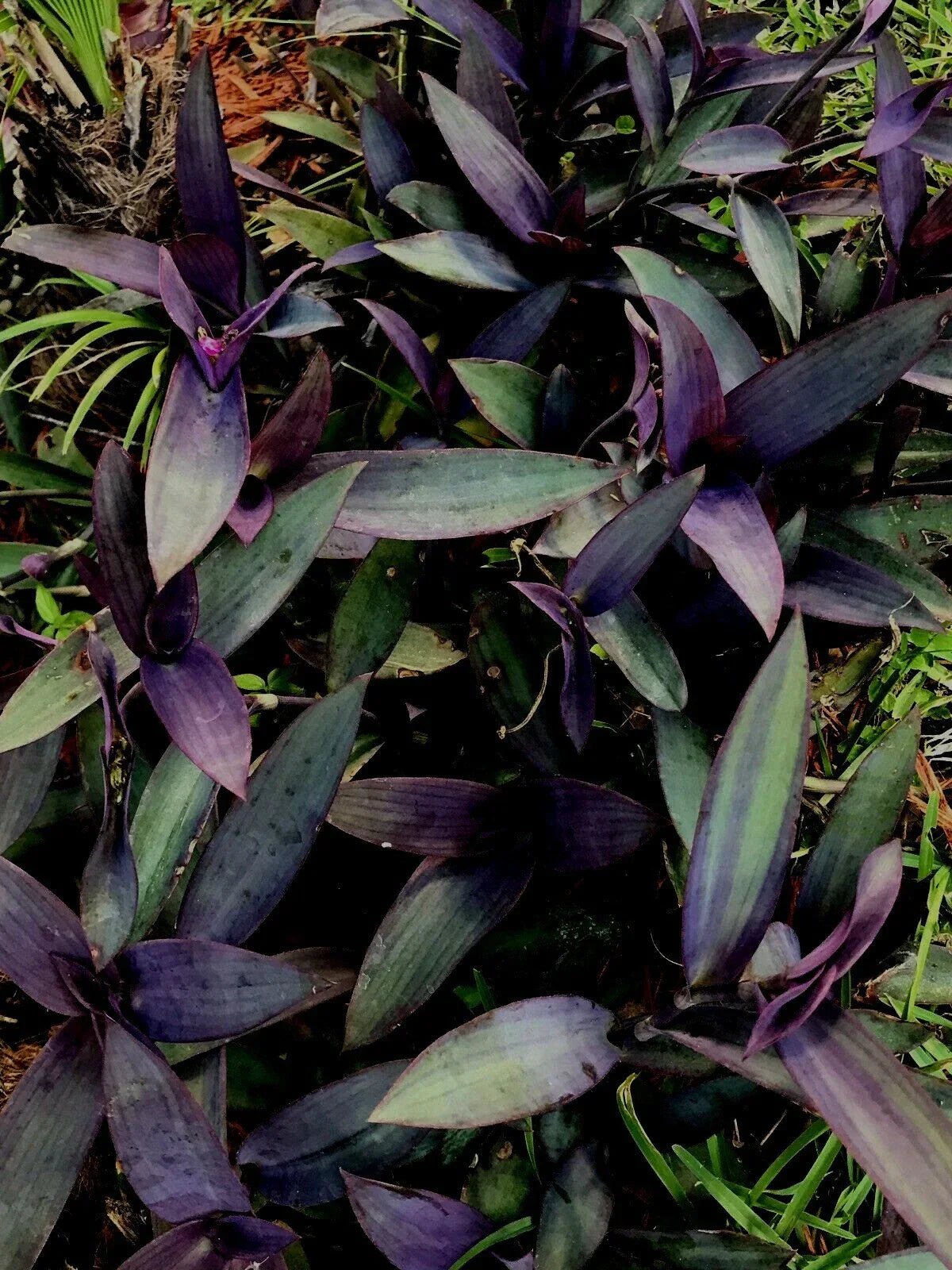 Purple Wandering Jew Cuttings 6+ Inches - Tradescantia Zebrina - 6 Pieces - Easy Care Indoor Plant with Striking Foliage