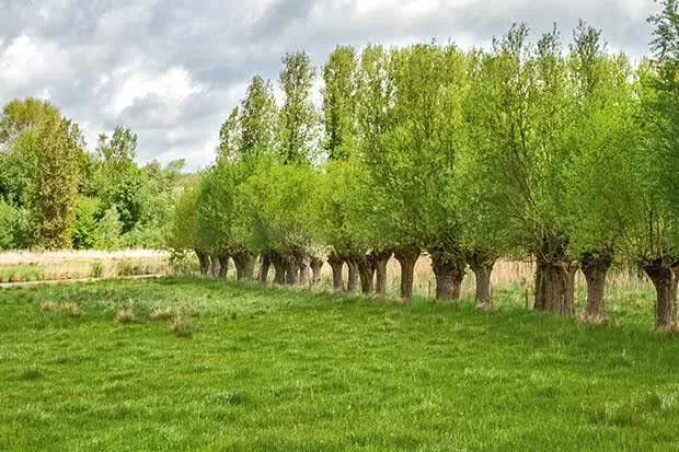 Forage Willow Plants - Starter Size - Fast Growing Shade & Forage - Salix spp. - Ideal for Horses & Goats