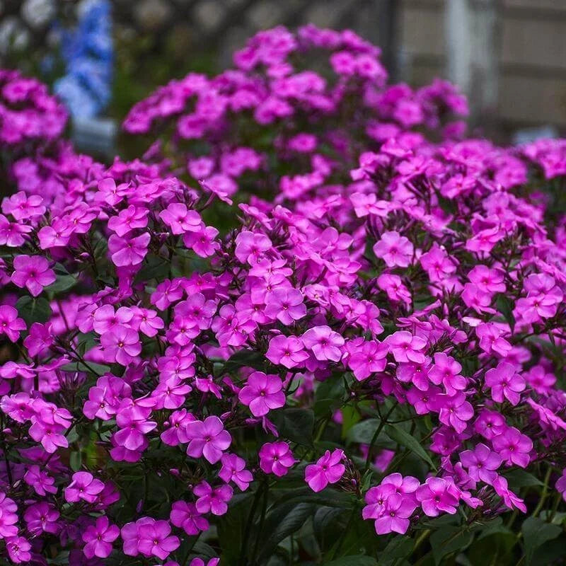 Cloudburst Phlox Seeds - 100+ Pack - Phlox subulata - Vibrant Pink, Purple, White Blooms - USA Grown - Garden Planting