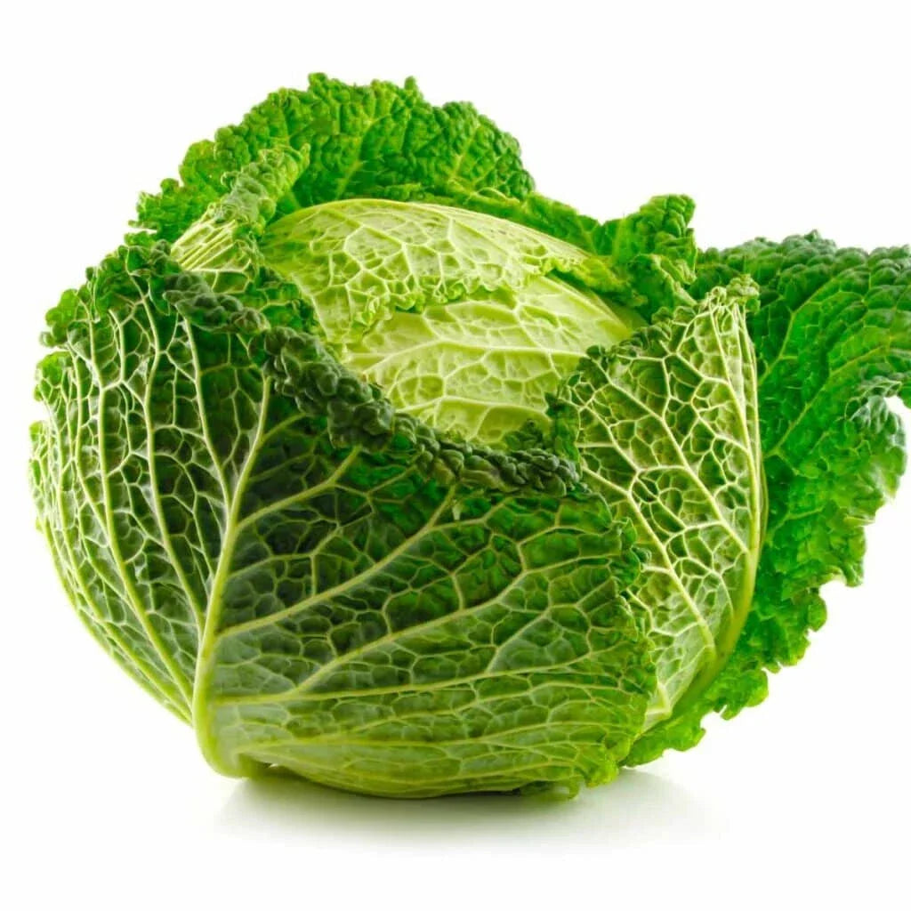 500+ Savoy Cabbage Seeds - Curly Leaf Variety - Brassica oleracea - Non-GMO for Home Garden Planting