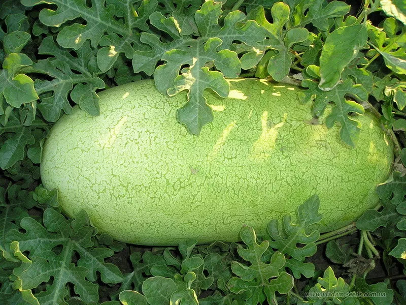 Watermelon Seeds 20 Ct Charleston Grey Non-GMO Citrullus lanatus for Home Garden - Fast Shipping US Seller