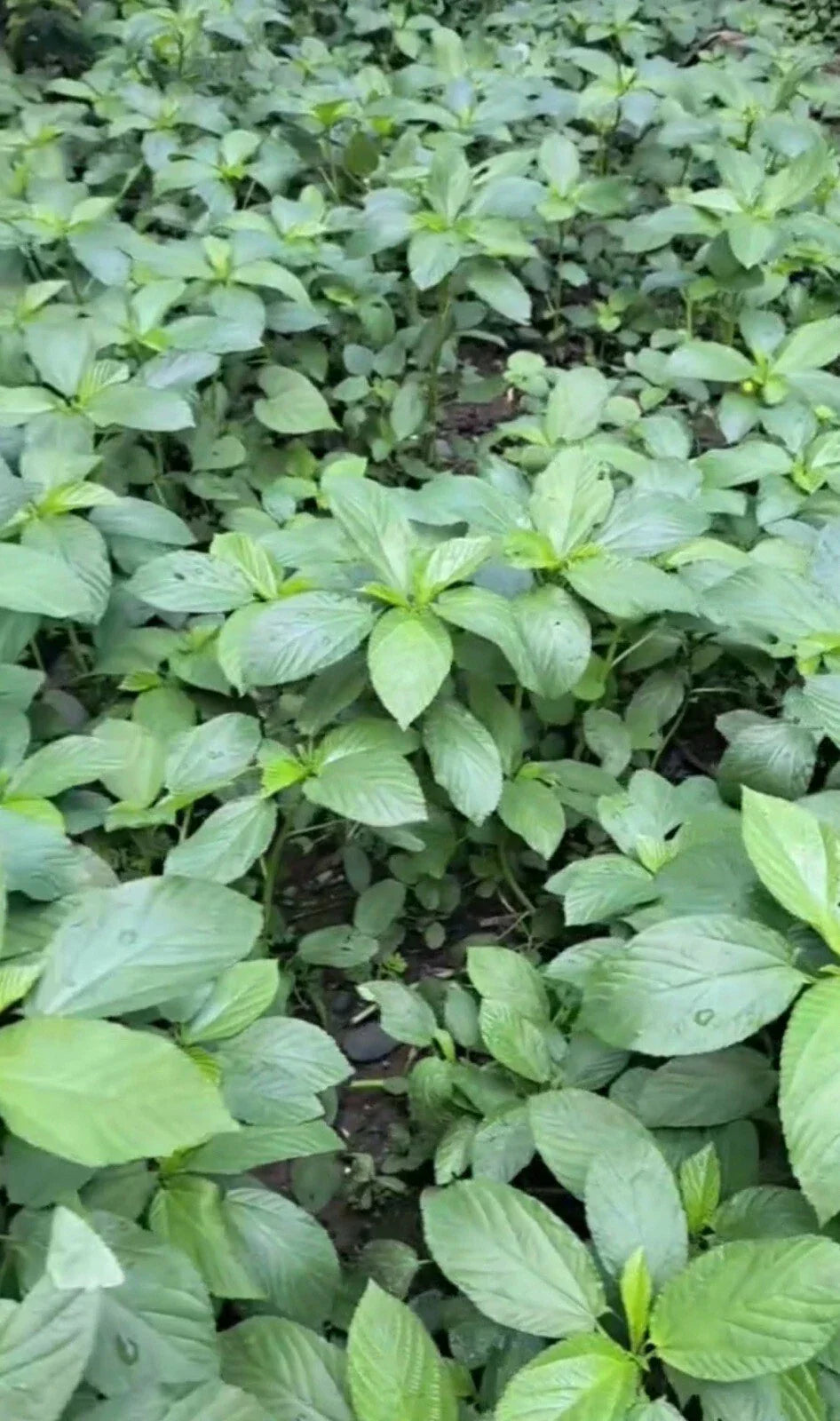 Egyptian Spinach Seeds - 200+ Heirloom Saluyot (Corchorus olitorius) for Home Gardening - Nutritious Greens for Soups and Stews