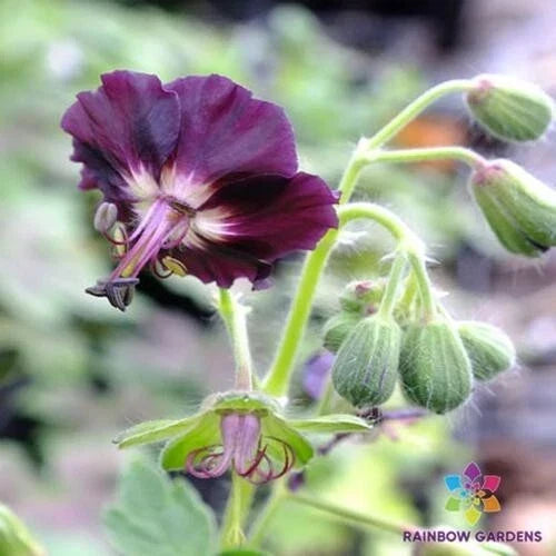 Taff's Jester Geranium Seeds - 25+ Pack - Colorful Pelargonium x hortorum - Vibrant Garden Flowers - USA