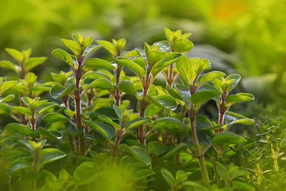 Sweet Marjoram Seeds - 100 Count - Perennial Herb - Origanum majorana - Culinary Garden Essential