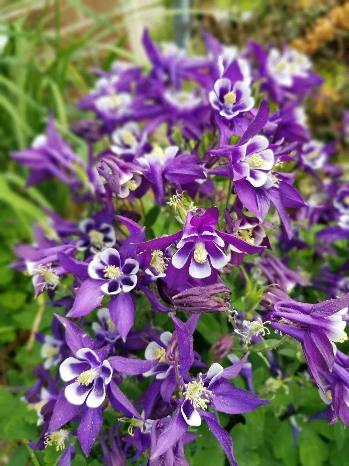 Aquilegia Seeds - Pink & Purple Mix - Hardy Perennial Flowers - Aquilegia spp. - Easy Grow Columbine for Garden