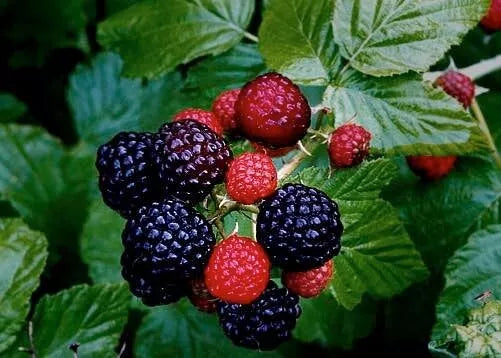 Live Black Raspberry Plants 2-Pack Organic Rubus Occidentalis Wild Fruit for Homesteading and Gardening