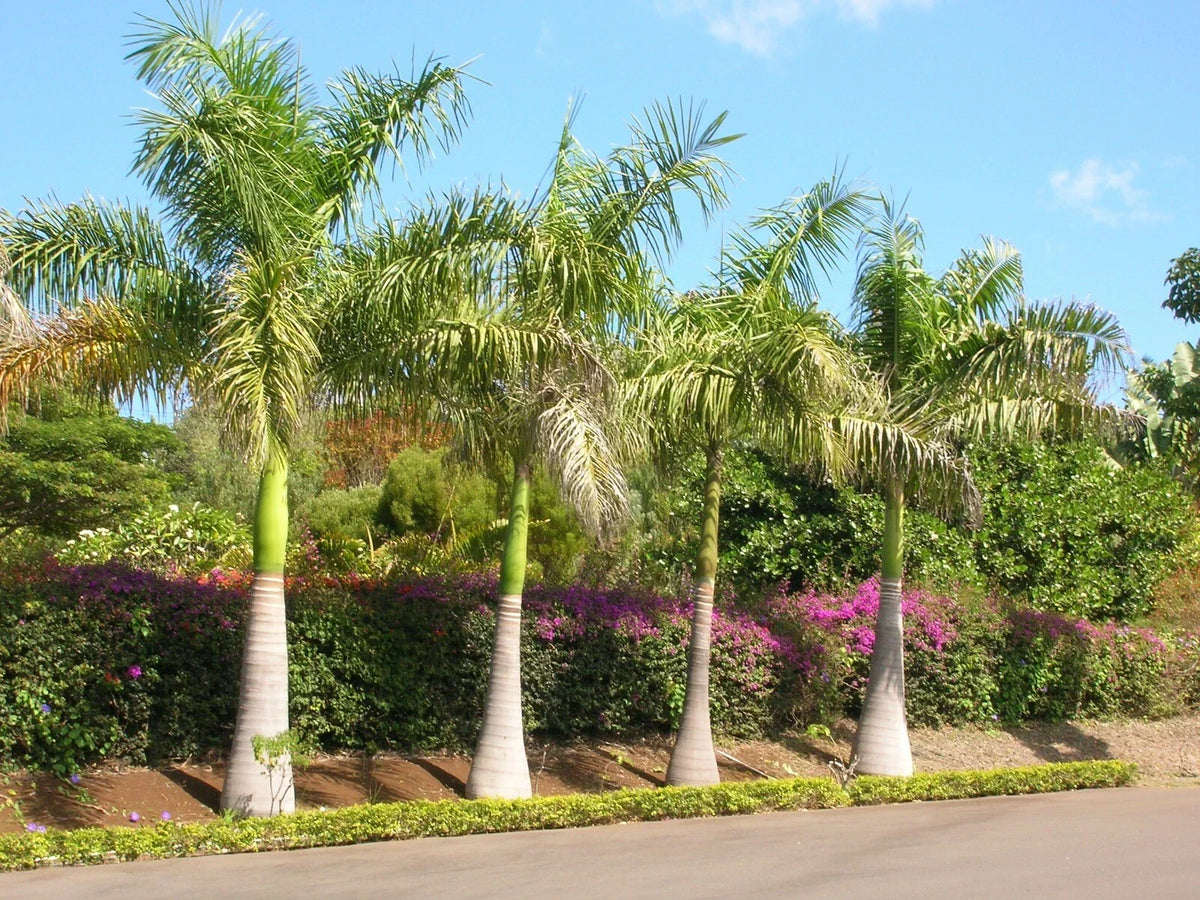 Royal Palm Seeds - 10 Count - Roystonea regia - Tropical Landscaping Seeds for Gardening