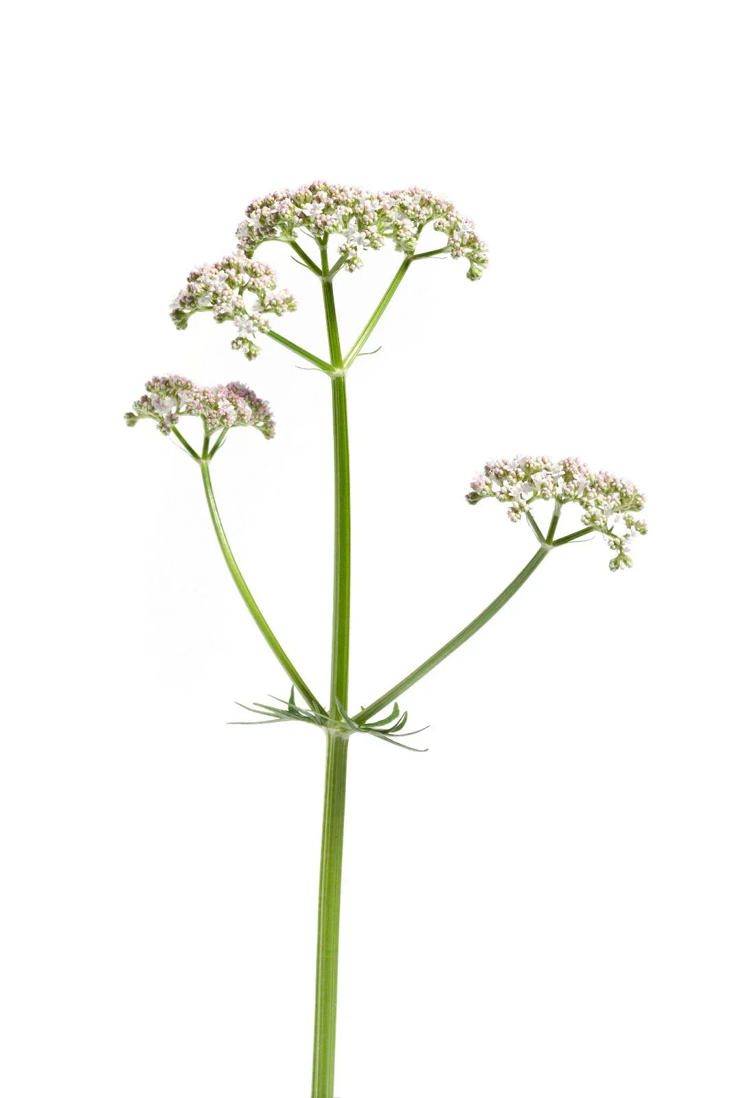 Valerian Seeds 50 Pack | Valeriana Officinalis | Perennial Medicinal Herb for Sleep and Relaxation