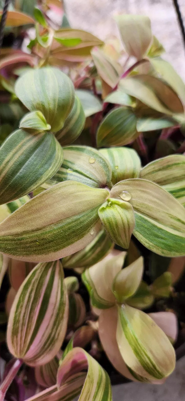 Variegated Baby Bunny Bellies Plant - 4" Basket - Tradescantia 'Baby Bunny Bellies' - Trailing Houseplant for Indoor Decor