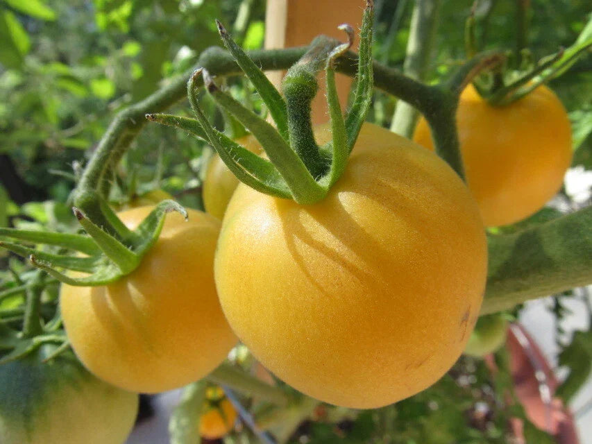 Garden Peach Tomato Seeds - 30 Count, Heirloom, Non-GMO, Organic, Solanum lycopersicum, Sweet Flavor for Home Gardens