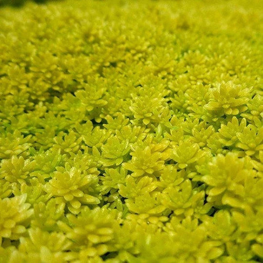 Carpet Sedum Acre 'Gold Moss' Starter Plant | Drought-Tolerant Creeping Ground Cover | Sedum acre | Vibrant Yellow Foliage