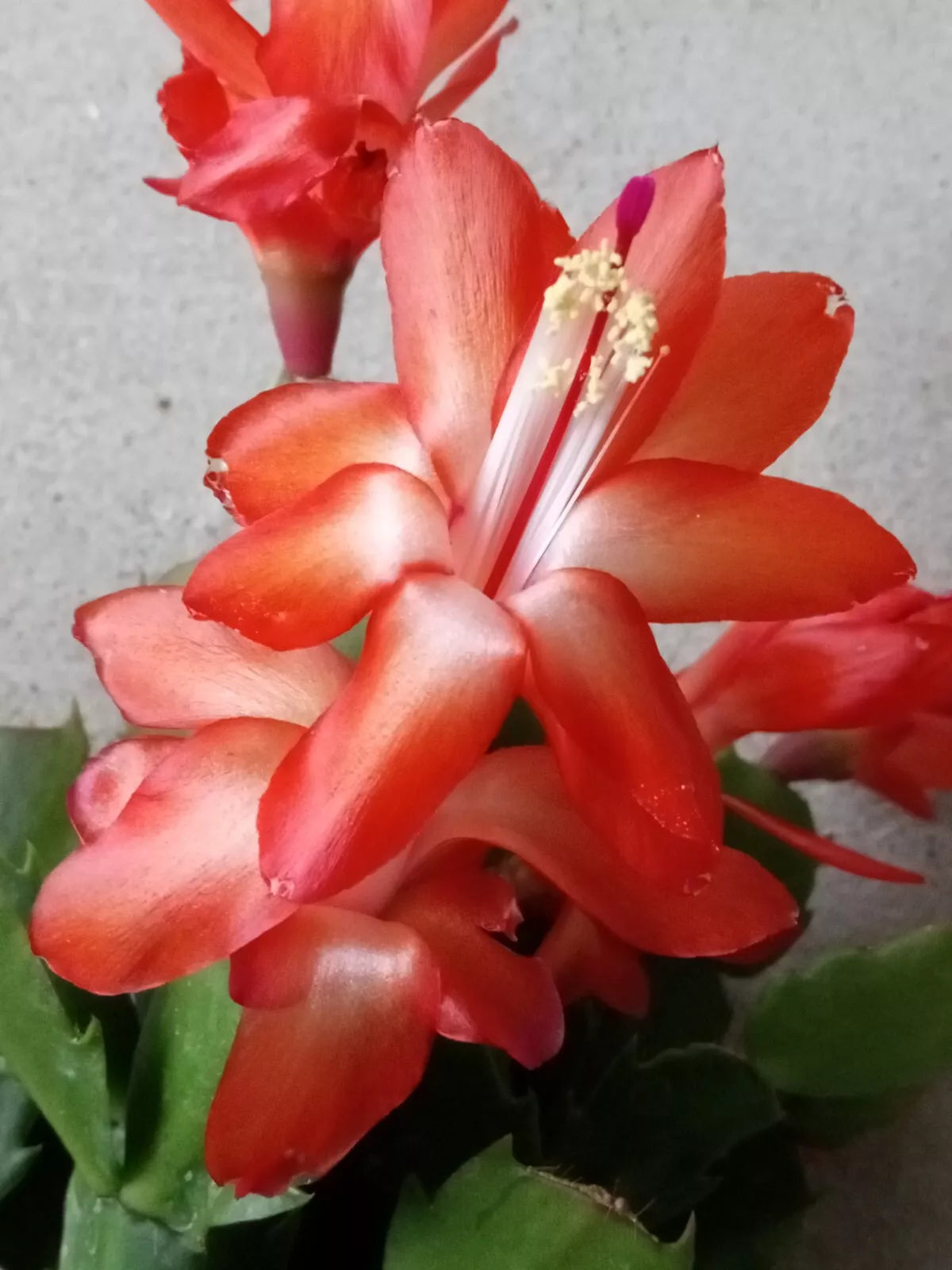Thanksgiving Cactus 5 Pack Orange Schlumbergera Zygocactus Leaf Cuttings - Easy to Grow Indoor Plant for Holiday Decor