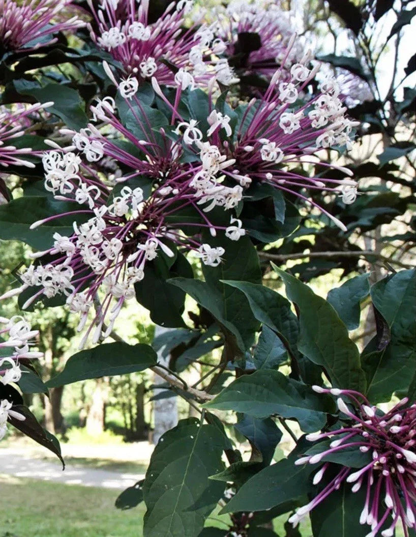Shooting Star Plant Cuttings - 6 Quad Cuttings - Clerodendrum Quadriloculare Starburst - Easy Propagation, Low Maintenance