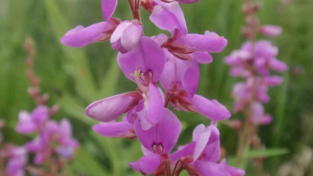 100 Seeds Showy Tick Trefoil Pink Wildflower - Desmodium canadense - Eco-Friendly Garden Seeds for Perennial Planting