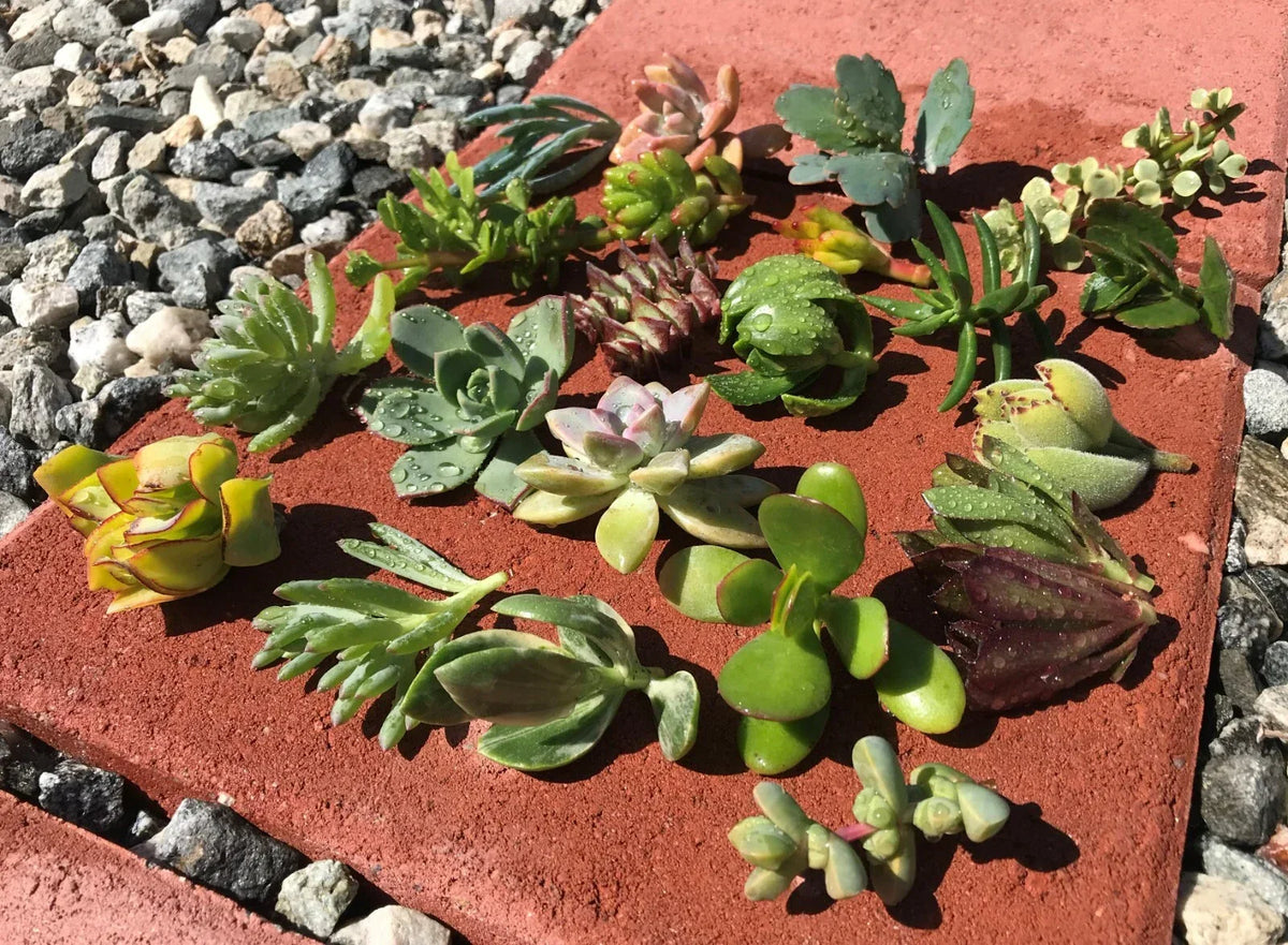 Live Succulent Cactus Cuttings - 15 Assorted Varieties - Perfect for DIY Arrangements - Various Species
