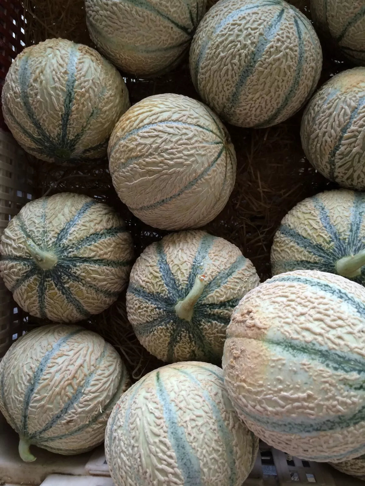 Hearts of Gold Cantaloupe Seeds - 50+ Heirloom Non-GMO Melon Seeds - Cucumis melo - Sweet Orange-Fleshed Fruit