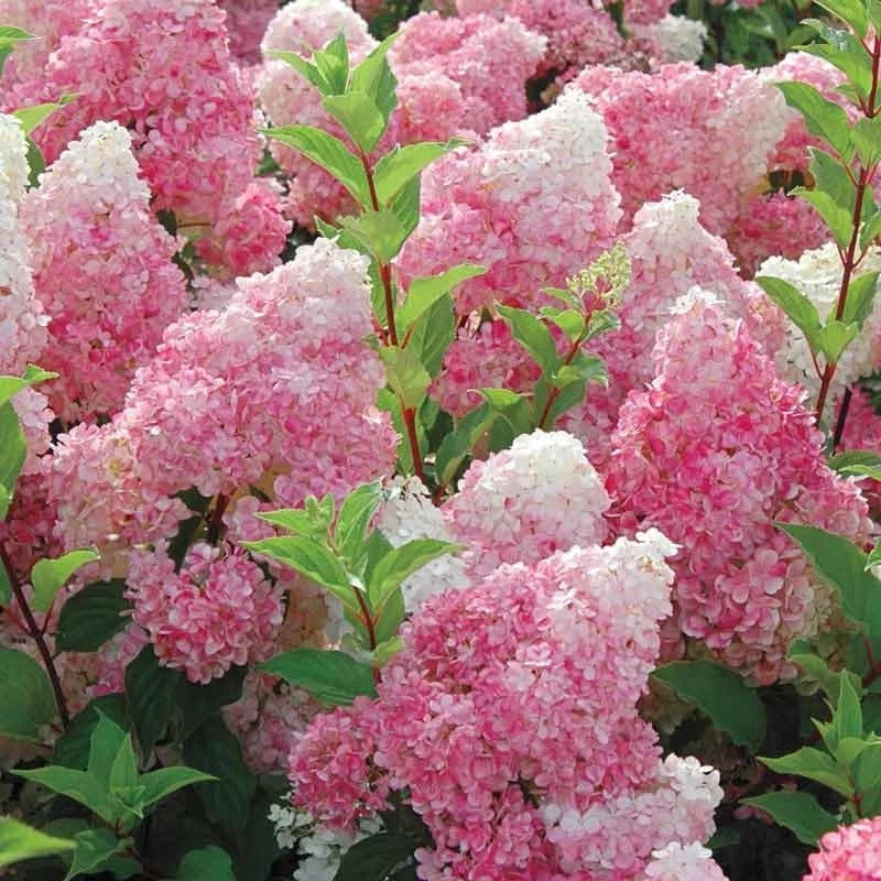 Vanilla Strawberry Hydrangea Cuttings - 5 Live Rooted Cuttings - Hydrangea paniculata - Gradient Blooms from White to Pink