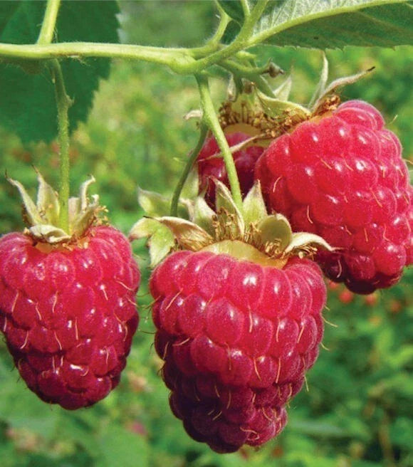 Heritage Red Raspberry Plant - Medium Rooted Everbearing, Self-Pollinating, Rubus idaeus - Zones 4-8, Perfect for Home Gardens
