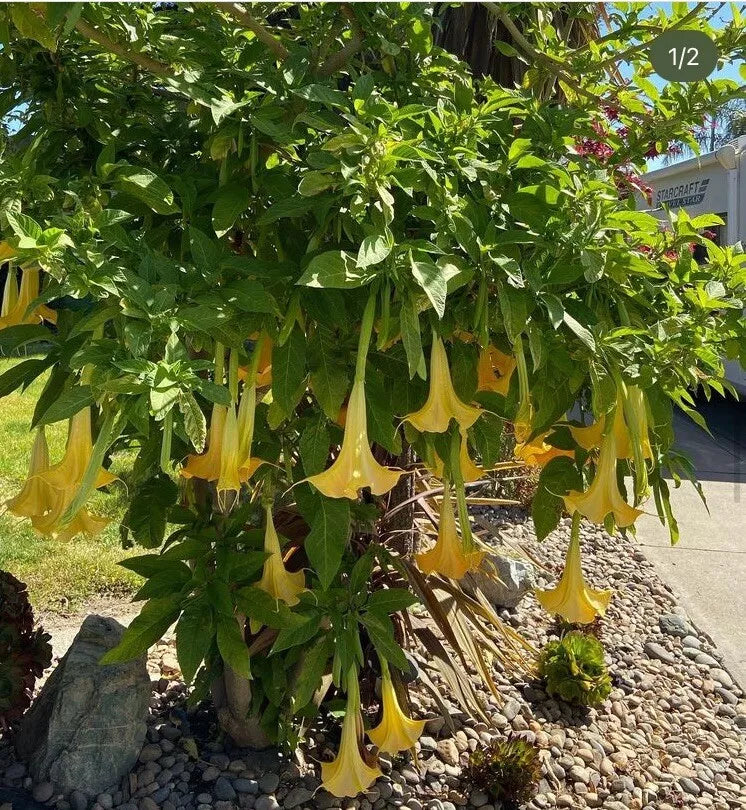 Brugmansia Angel Trumpet Cutting 4 Inch Unrooted Tropical Plant, Brugmansia spp., Easy to Grow, Fragrant Flowers