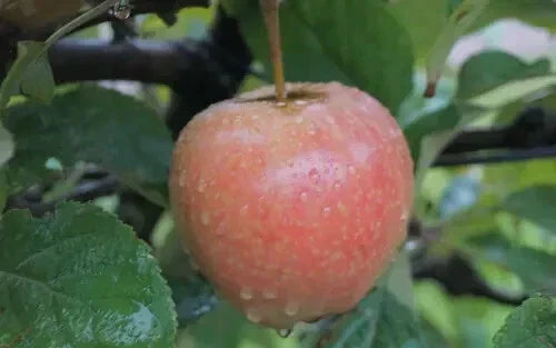 Airlie Red Flesh Apple Seeds - 25+ Pack - Malus domestica - USA Grown - Non-GMO Garden Planting Seeds