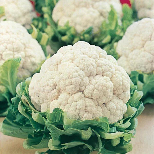 Cauliflower Seeds 100 Pack - All Year Round Variety - Heirloom Brassica oleracea for Home Garden