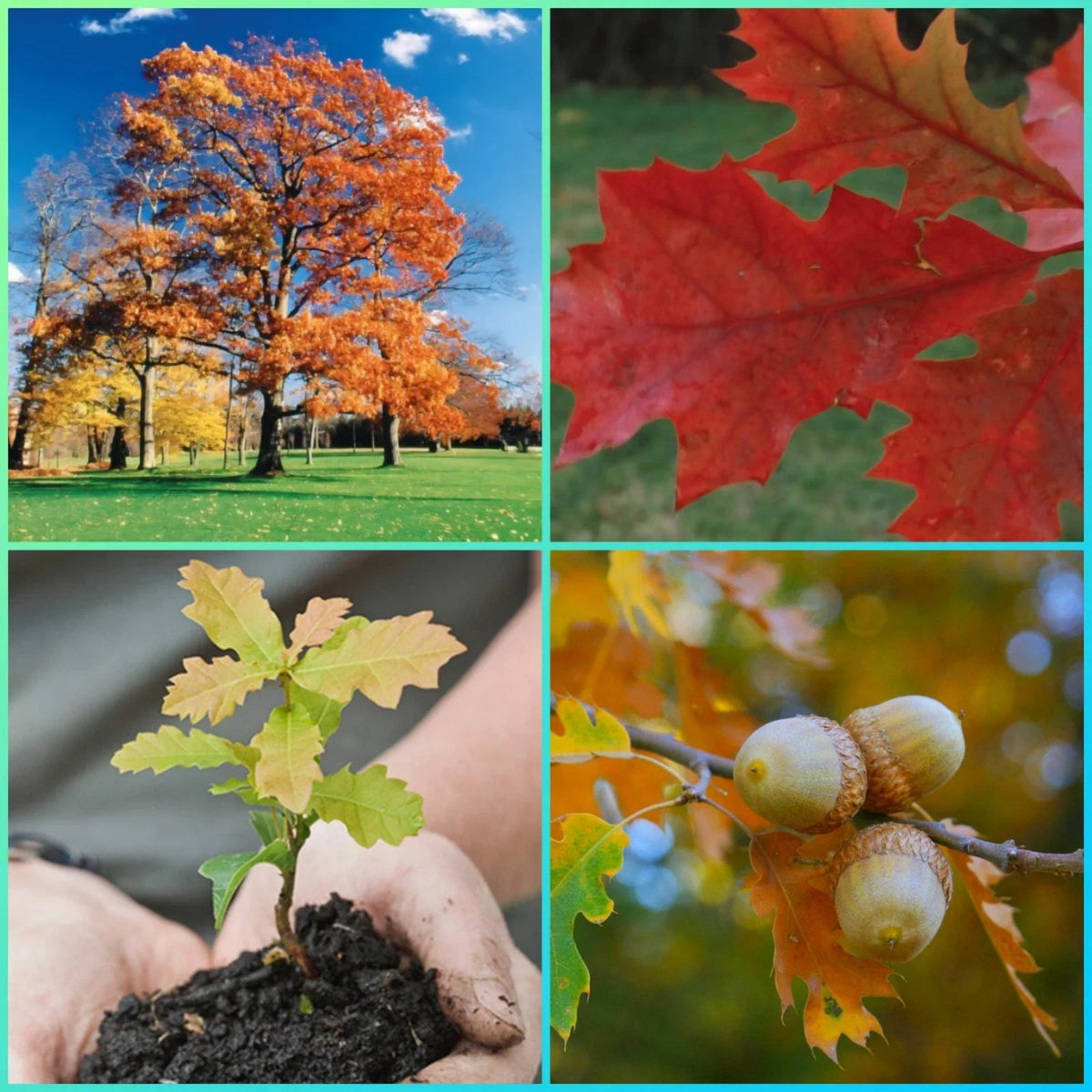 Northern Red Oak Seedlings - 2 Healthy Saplings - Quercus rubra - Fast Growth, Low Maintenance, Wildlife Friendly