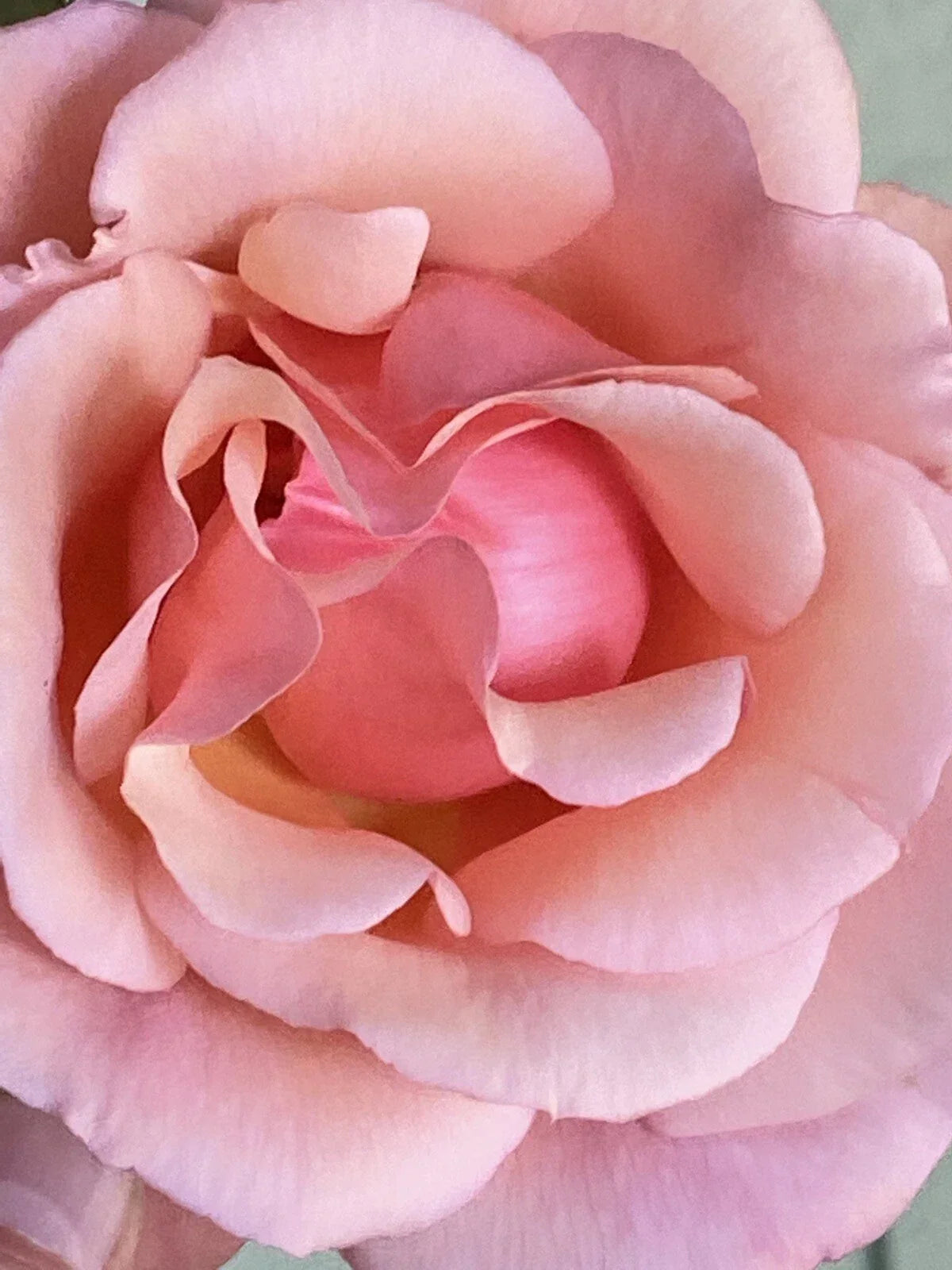 Apricot Heirloom Rose Cuttings - Six Stem Fragrant Blooms - Rosa 'Apricot Heirloom' - Easy to Grow for Gardeners