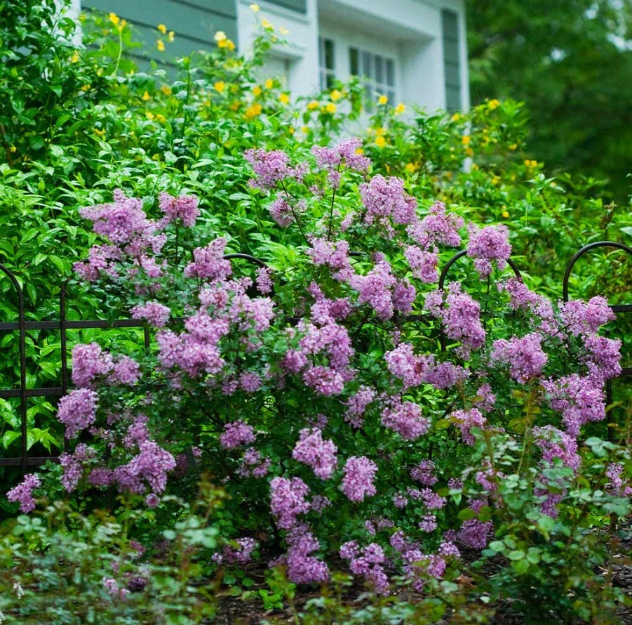 Live Old Fashion Lilac Plant - 16-24" Bare Root - Fragrant Purple Blooms - Syringa vulgaris - Hardy Garden Shrub