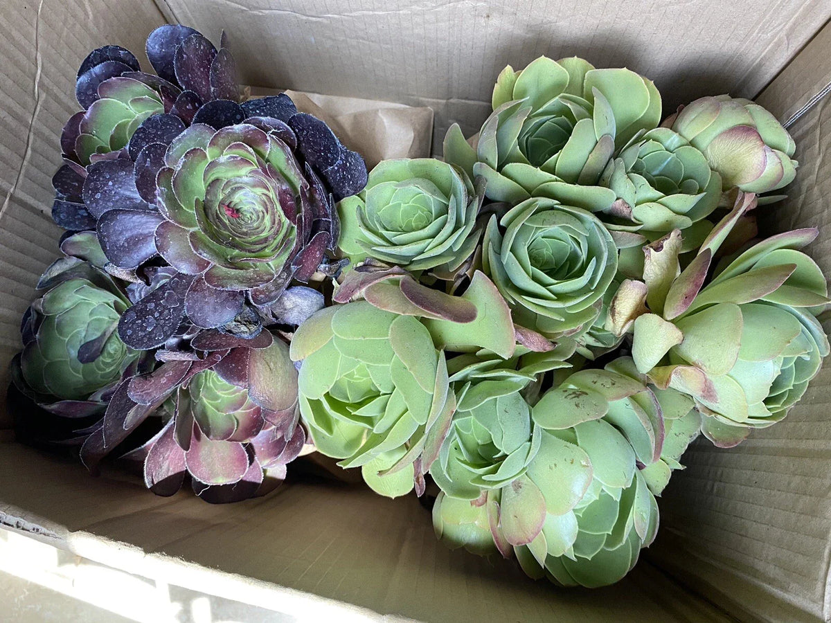 Aeonium Cuttings Bundle - Black Rose & Canaries - Succulent Plants - No Root or Soil - Aeonium arboreum 'Zwartkop' & Aeonium canariense