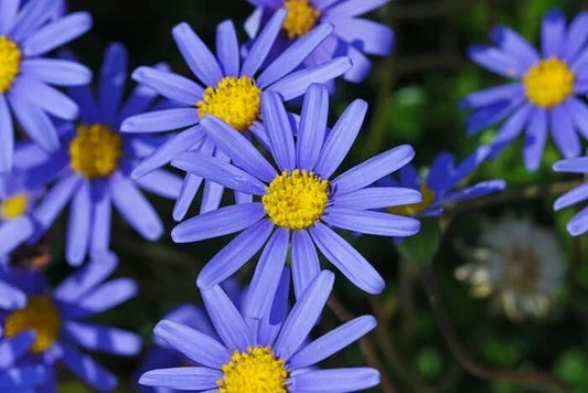 Blue Daisy Seeds (200+) - Felicia Amelloides - Non-GMO, Easy to Grow, USA Grown, Vibrant Blue Flowers for Garden