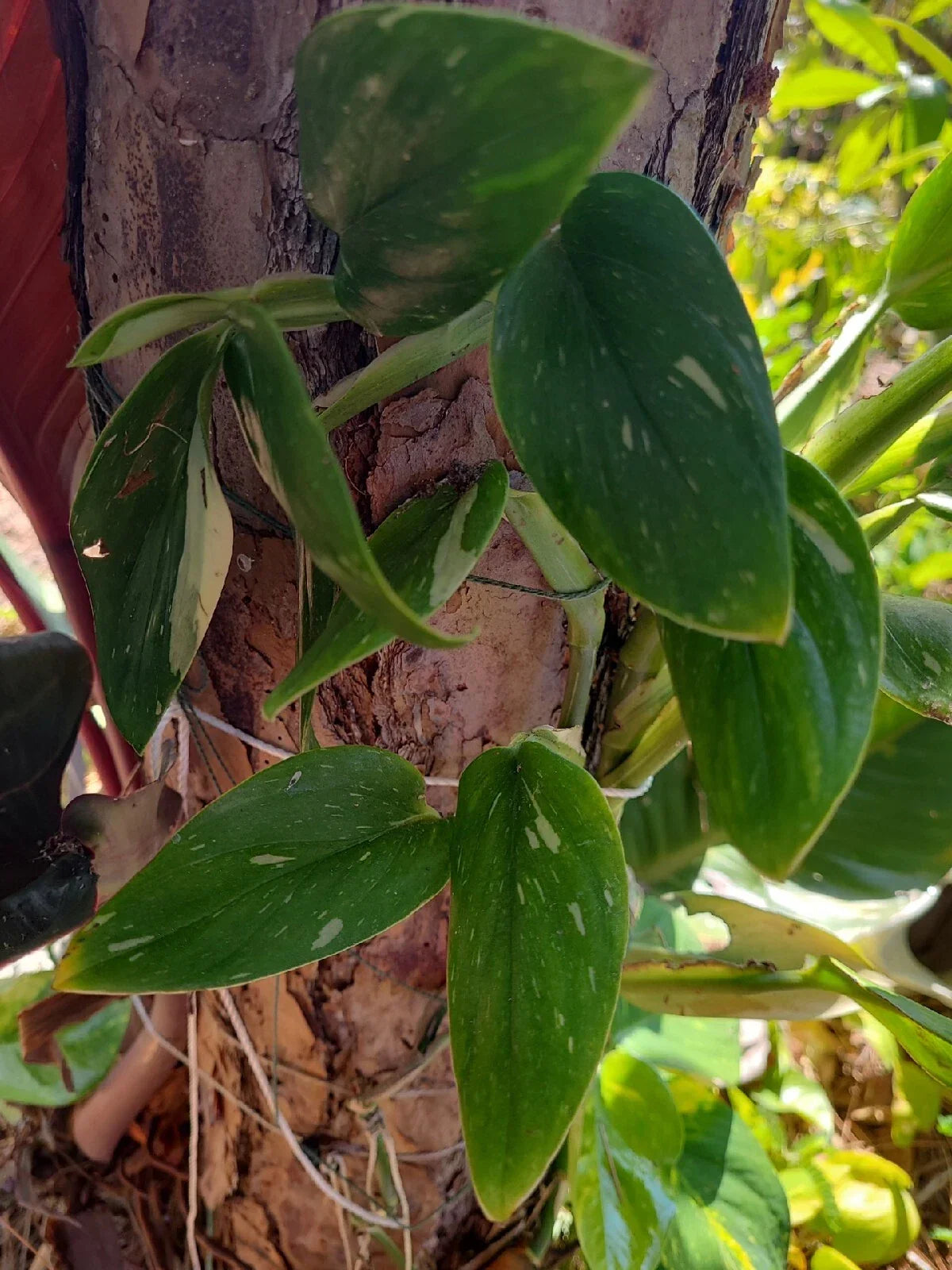 Monstera Standleyana Variegated Cutting - 1 Node Cobra - Fresh Plant Propagation - Monstera standleyana