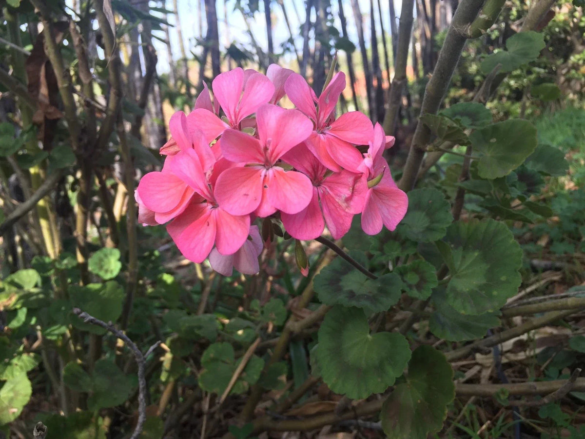 Salmon Pink Pelargonium Zonal Geranium Starter Cuttings - Pelargonium x hortorum - Fast-Growing Indoor/Outdoor Plant