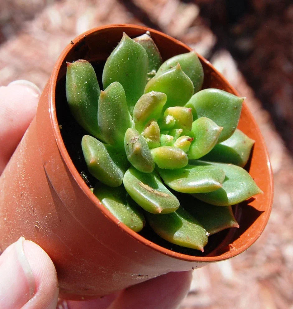 Echeveria Succulent Plant 4" Green Sleepy Rosette Crassulaceae Rooted Houseplant Echeveria spp.