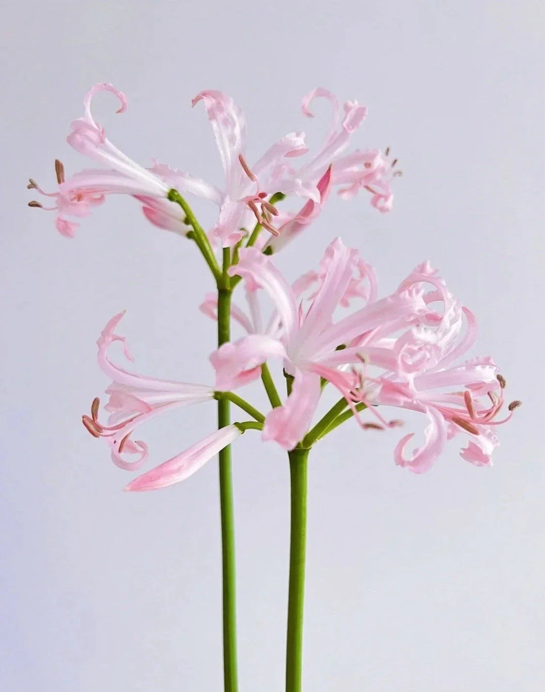 Magic Lily Bulb 1pc - Lycoris squamigera - Surprise Lily, Oriental Lily, Perennial Flower, Low Maintenance Garden Plant