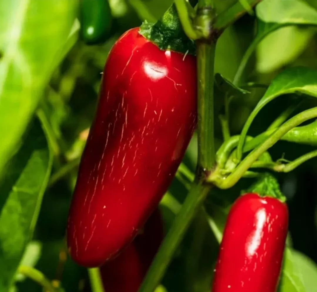 Jumbo Jalapeño Pepper Seeds - 30+ Count, Red Variety, Capsicum annuum, Huge Pod, Stuffer Pepper for Home Gardening