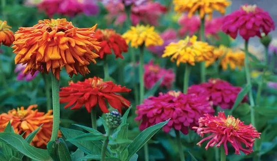 Cactus Giant Zinnia Seeds 115 Pack - Colorful Flower Mix - Zinnia elegans - Vibrant Annual for Garden and Containers