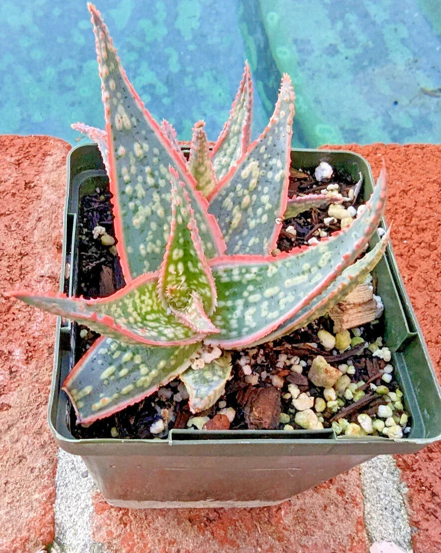 Aloe Plant 4" Potted Christmas Sleigh Aloe Vera - Unique Red-Edged Leaves, Low Maintenance Indoor Succulent, Aloe Hybrid